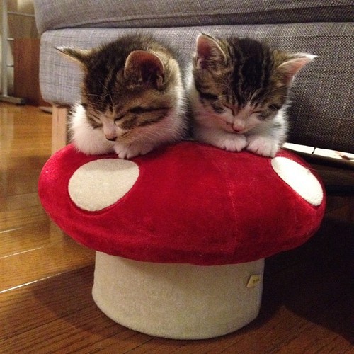 Snoozing Kitties